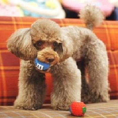 Paris Dog わんちゃん用おもちゃ スモールボール ラテックス トイ 1個