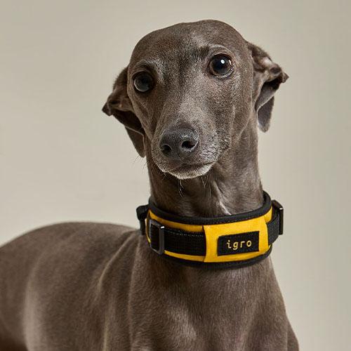 アイグロ ベターワーク 犬用リード 低刺激 クッションリード XS