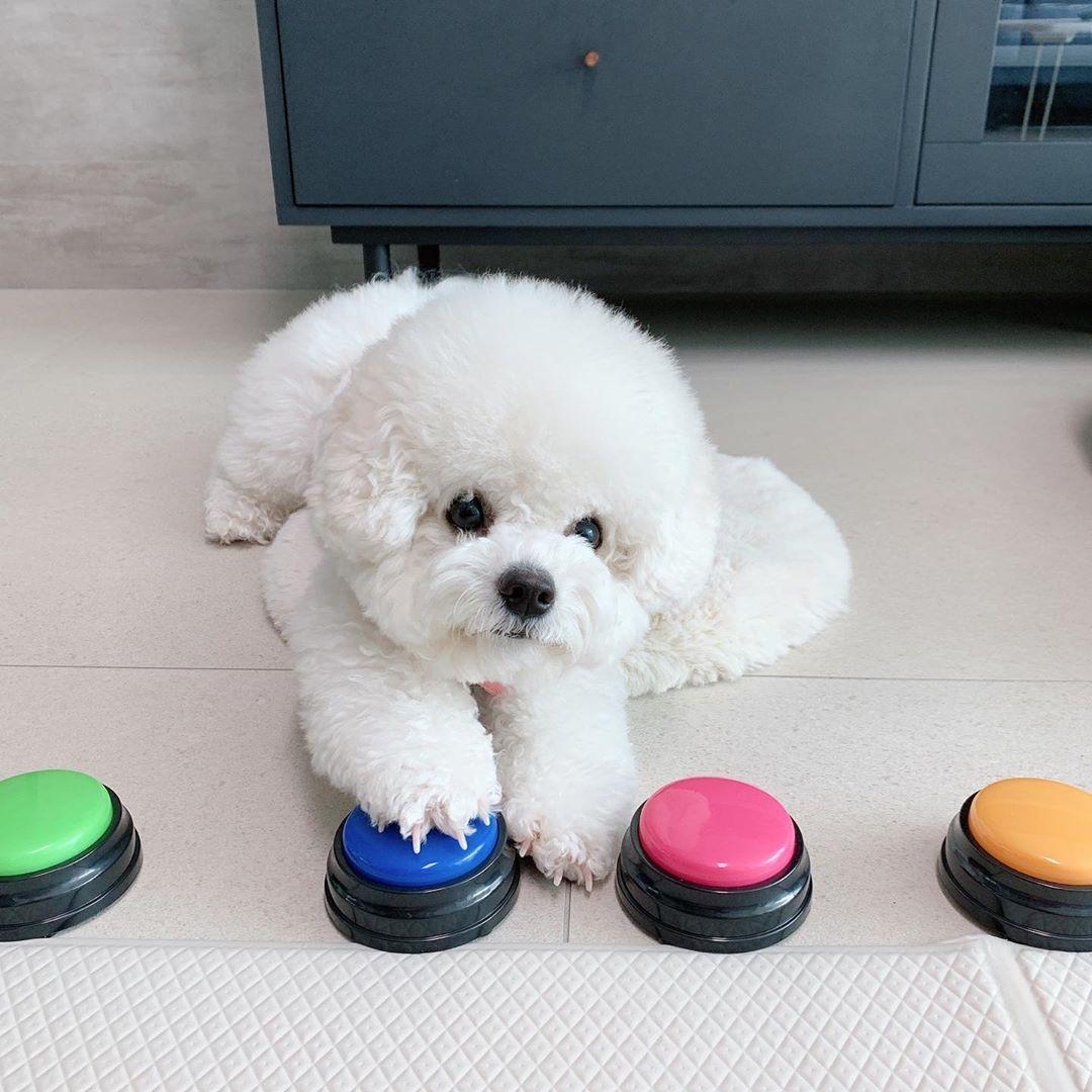 UPGRADE 犬が話せるボタン 録音 トイレトレーニング おやつベル トイ トレーナー