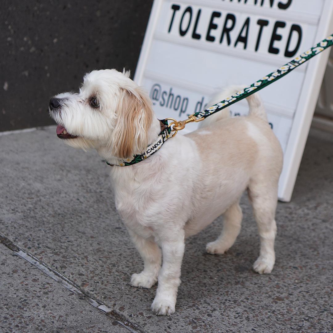 iCanDo 젠틀카라 小型犬用首輪 犬用リード 散歩用首輪