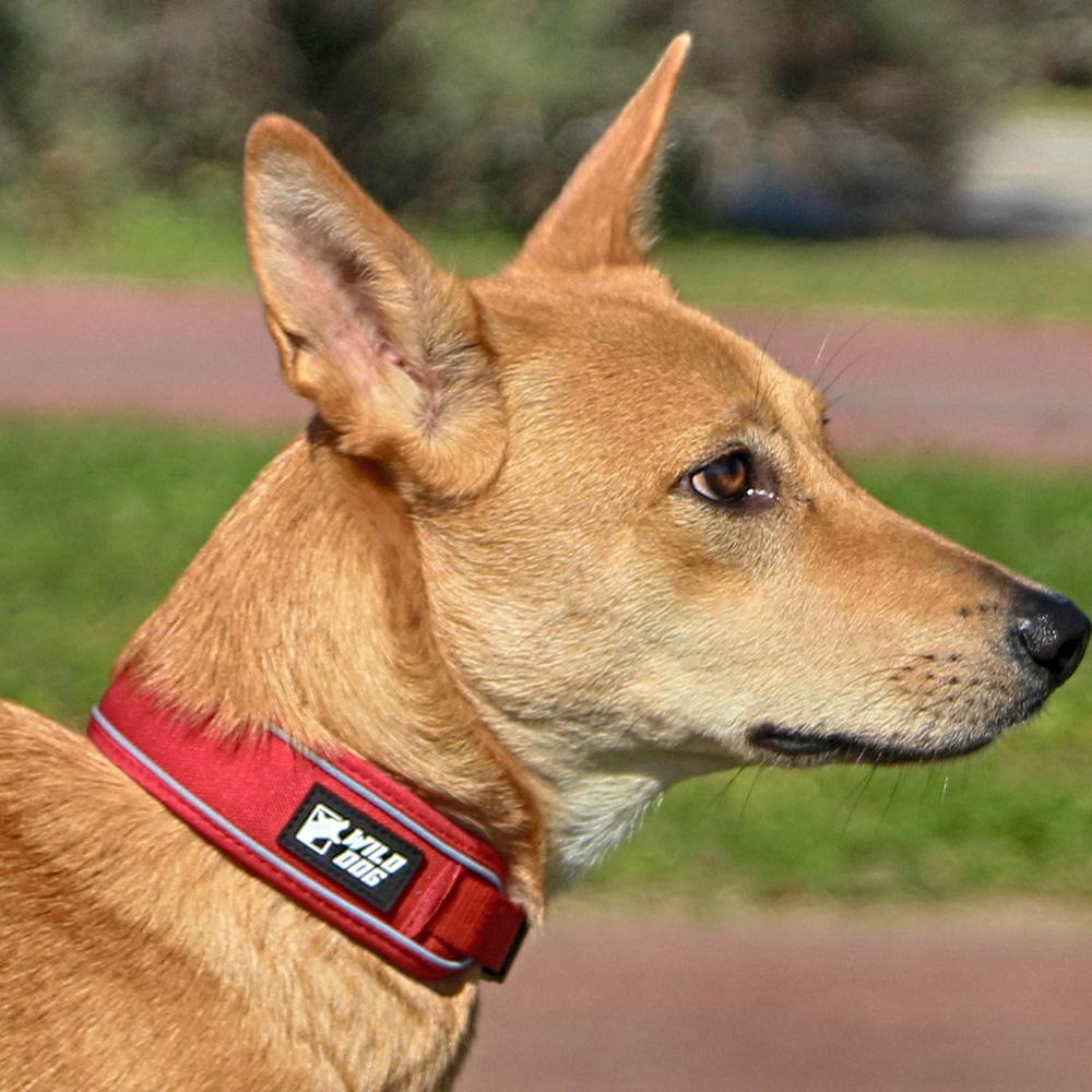 와일드독 (Wild Dog) クッションカラー 小型犬 大型犬 犬用リード レッド XS