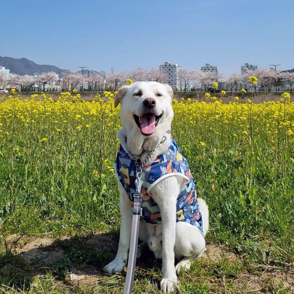 大型犬服 犬 タンクトップ 室内服 パジャマ 中型犬服 夏服 ブルー恐竜