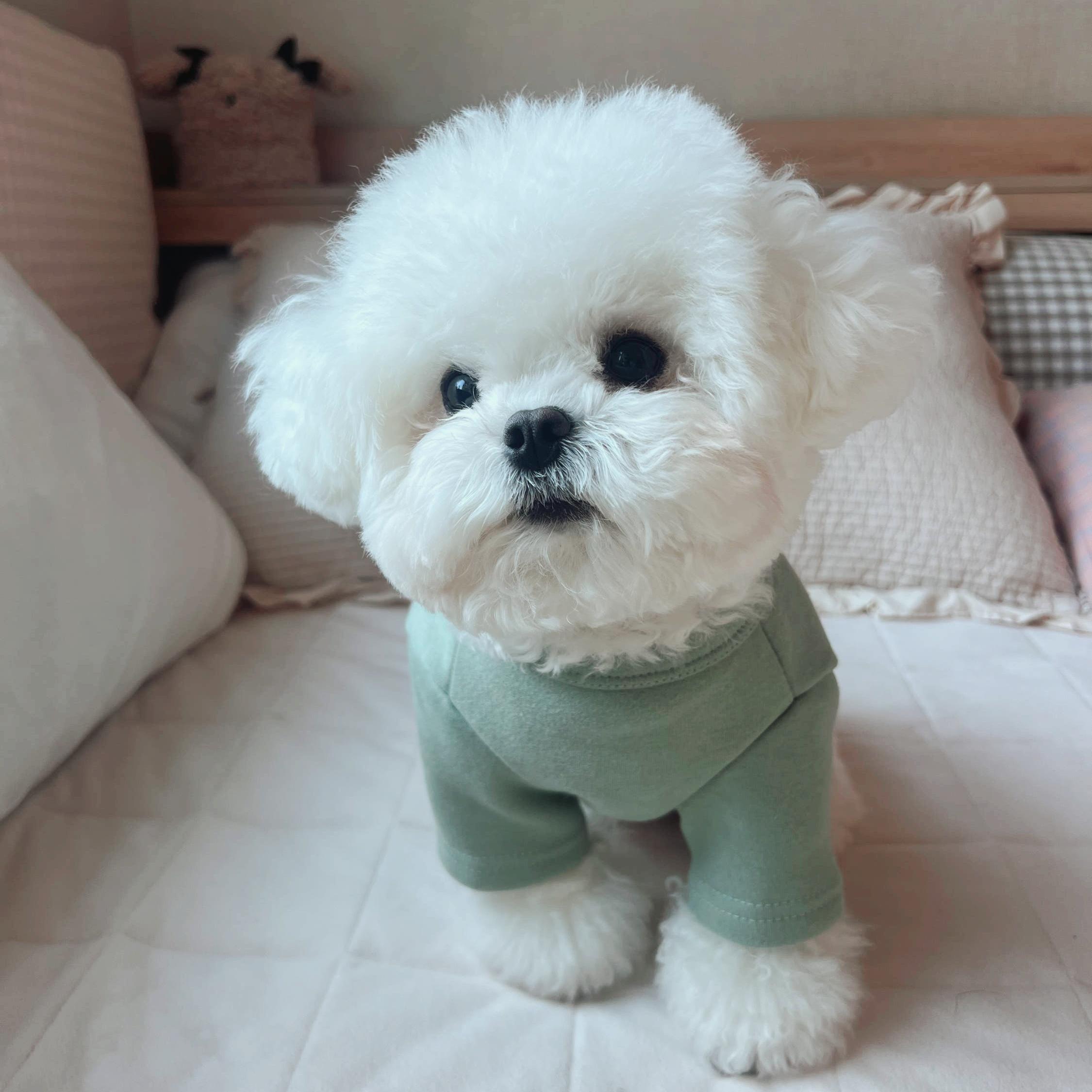 犬服 裏起毛 室内着 暖かい 冬 Tシャツ 犬用パジャマ