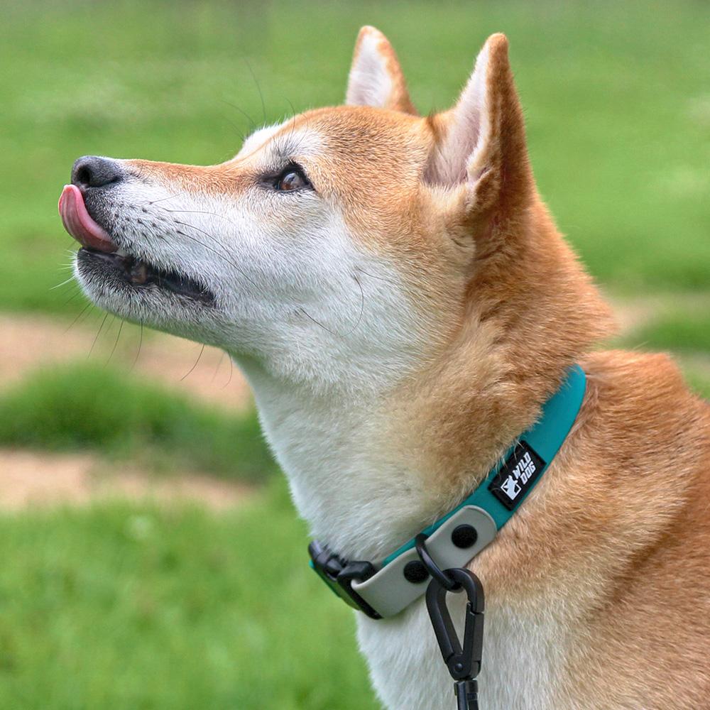 ワイルドドッグ ウォータープルーフ ツートーンカラー 犬用防水リード 小型犬 中型犬 ブルーグリーン XS