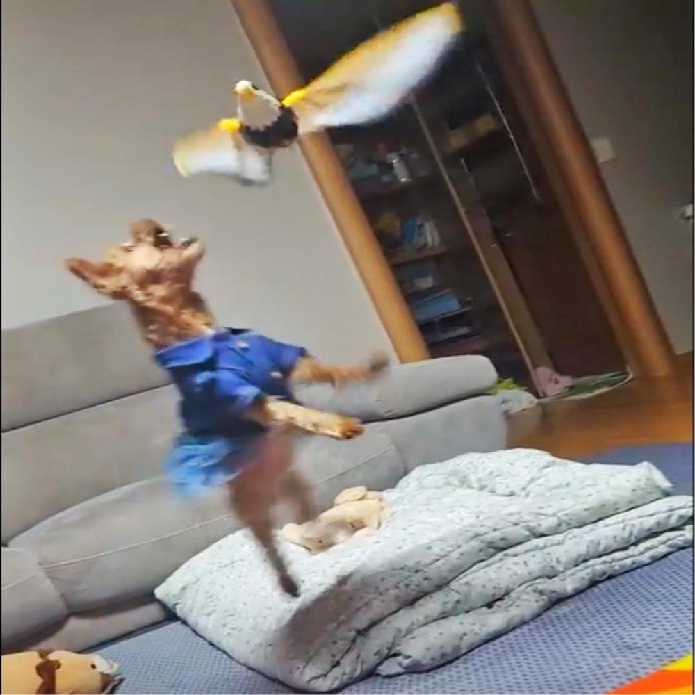 DEETAIL 新しいおもちゃ 犬用おもちゃ 動くおもちゃ 猫 イーグル 飛ぶ