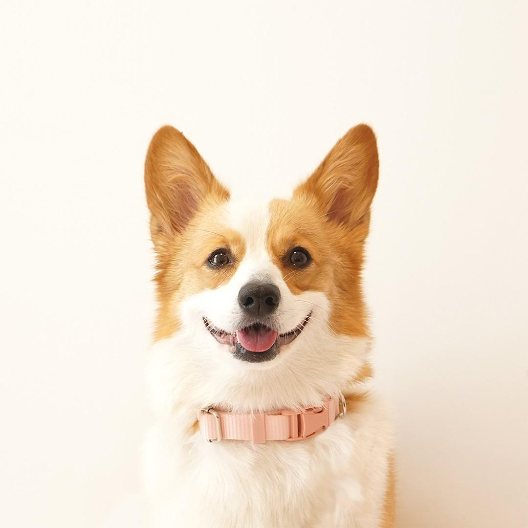 펫베오 犬用リード ソフトナイロン製 散歩用リード