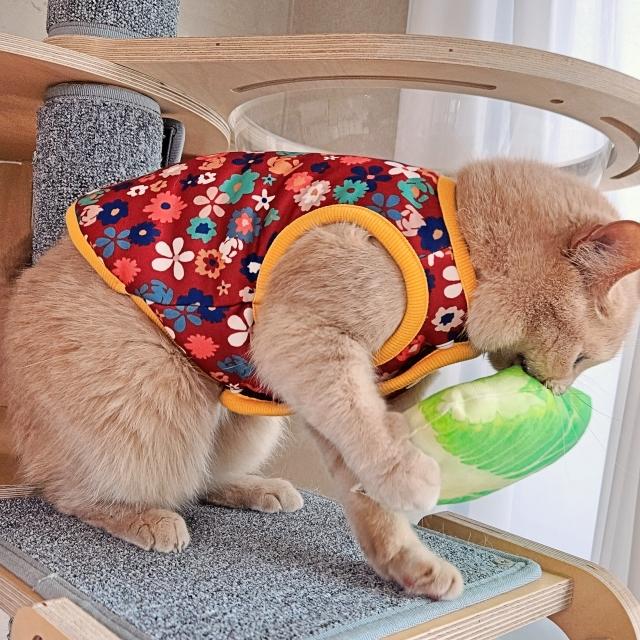 Ariat 猫服 冬 定番 アウターウェア 양털 (ヤンマル) 花柄 赤い大きな花