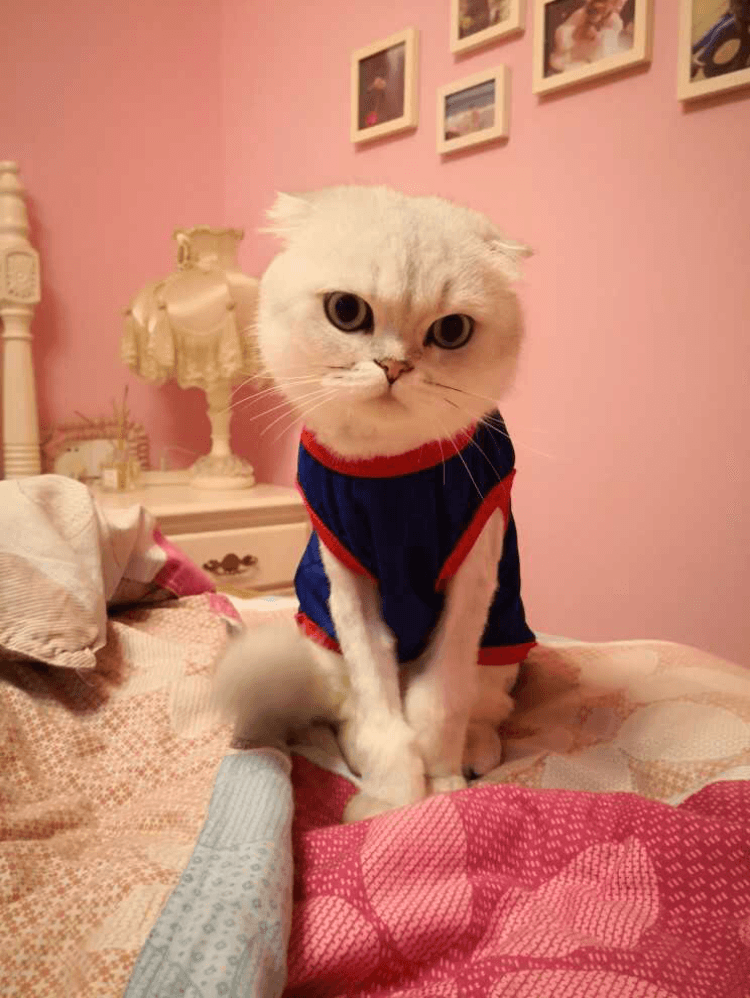 boldog 猫服 猫毛抜け防止服