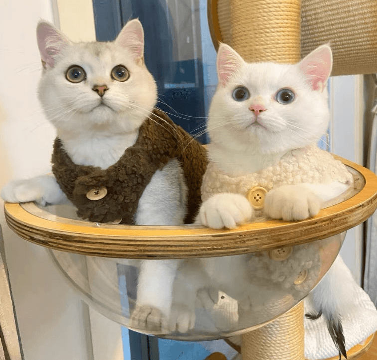 猫用ベスト 犬服 おばあちゃん風 小花柄 ブラウン