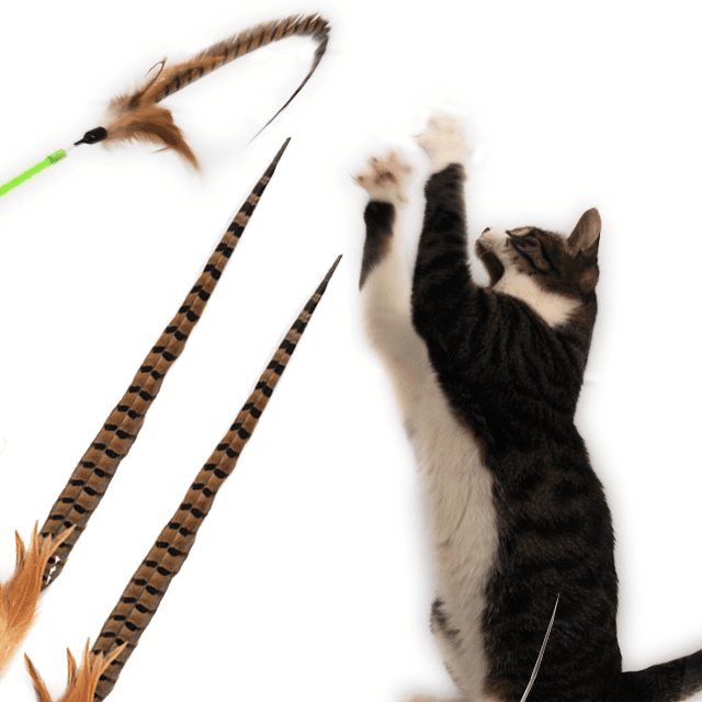 Petmorning Swing Cat キジの羽根 猫用釣り竿