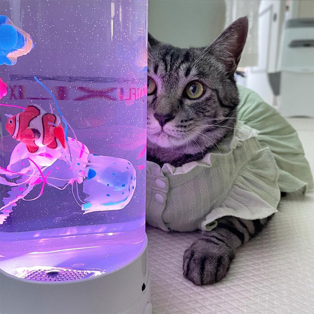 멍냥이랑 캣플릭스 基本型 猫用おもちゃ 水槽