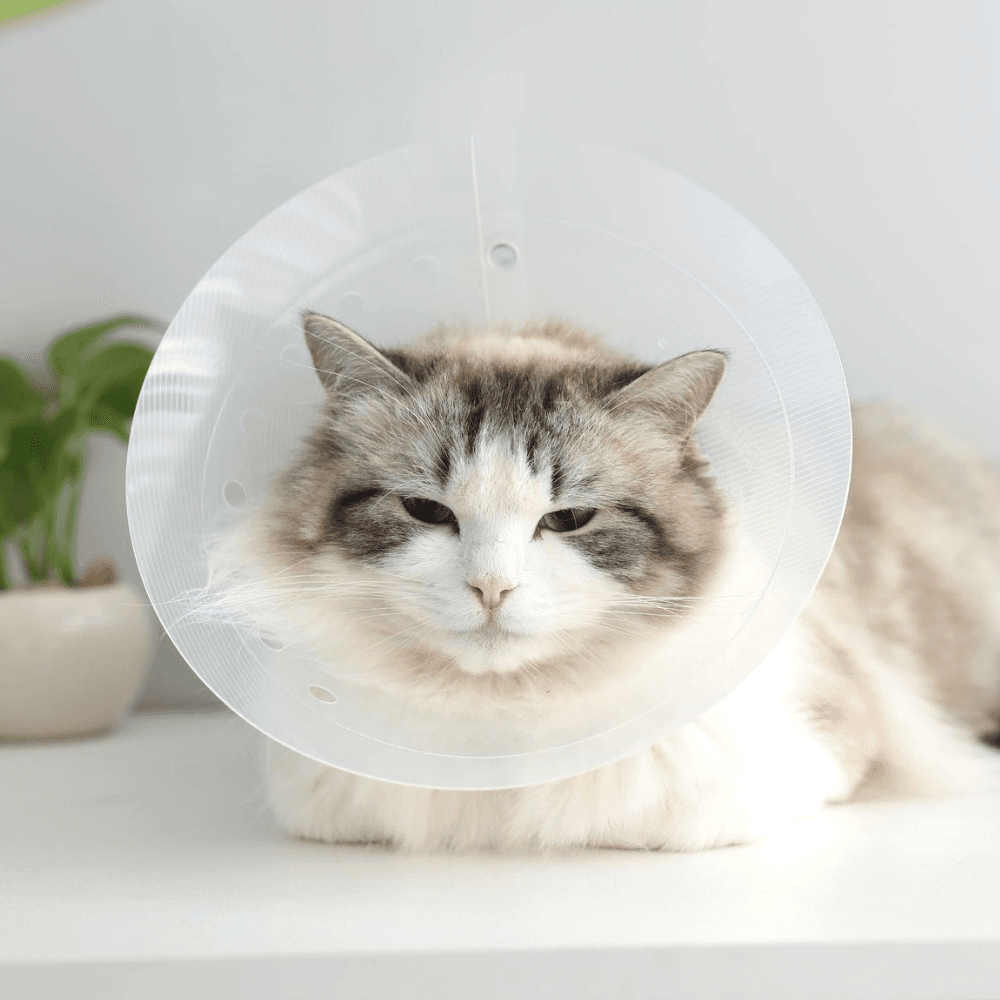 猫用 ネックカラー 子犬用 ネックカラー 病院用 プラスチック製 チュ-ブ 超軽量 首保護 術後服 XS