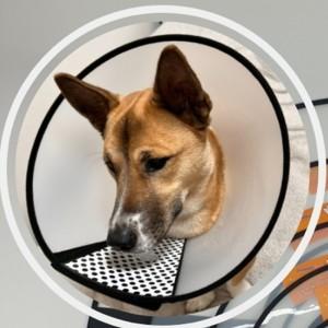 大型犬用ネックカラー 漏斗型 特大 犬用プラスチックネックカラー