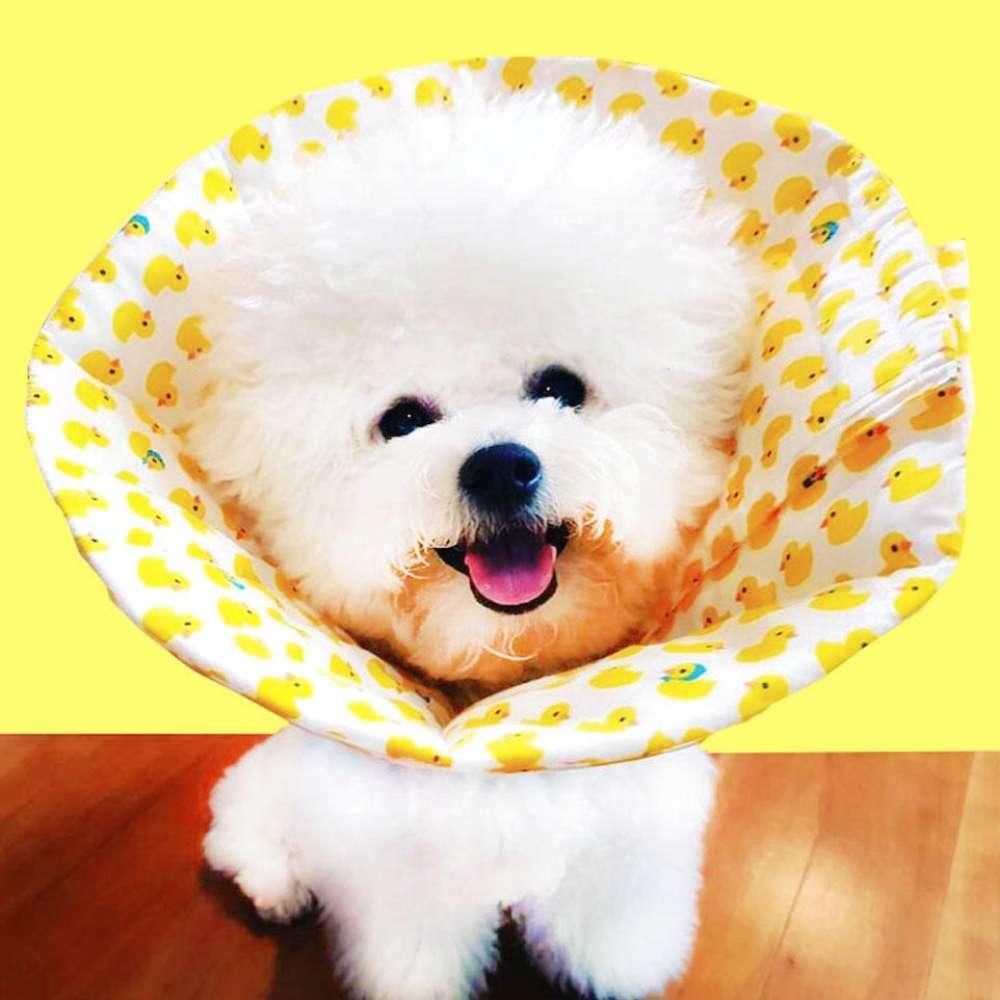 犬 エリザベスカラー カスタムメイド 軽量でしっかりした ドクキャットマム 猫 漏斗 アヒルXS