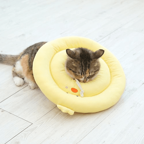 패리스독 BFカラー クマ 単品