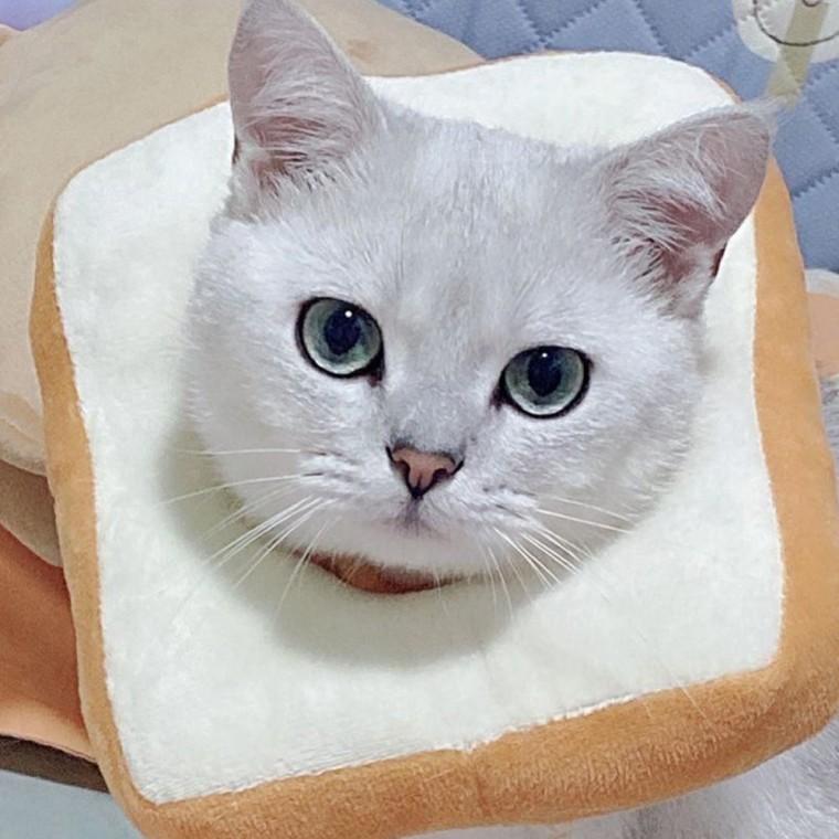 クッションネックカラー 猫 犬 柔らかい サイズ調整 首保護