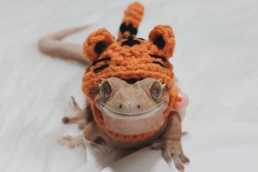 クレステッドゲッコー トラ柄フード付きトレーナー トラ柄ニットトレーナー ニットウェア トカゲ用ウェア トカゲ用ニットウェア トカゲ用小物