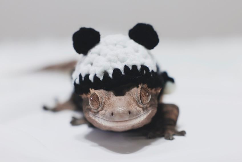クレステッドゲッコー パンダ柄フード付きトレーナー クレステッドゲッコー パンダ柄トレーナー ニットウェア トカゲ用ウェア トカゲ用ニットウェア トカゲ用小物