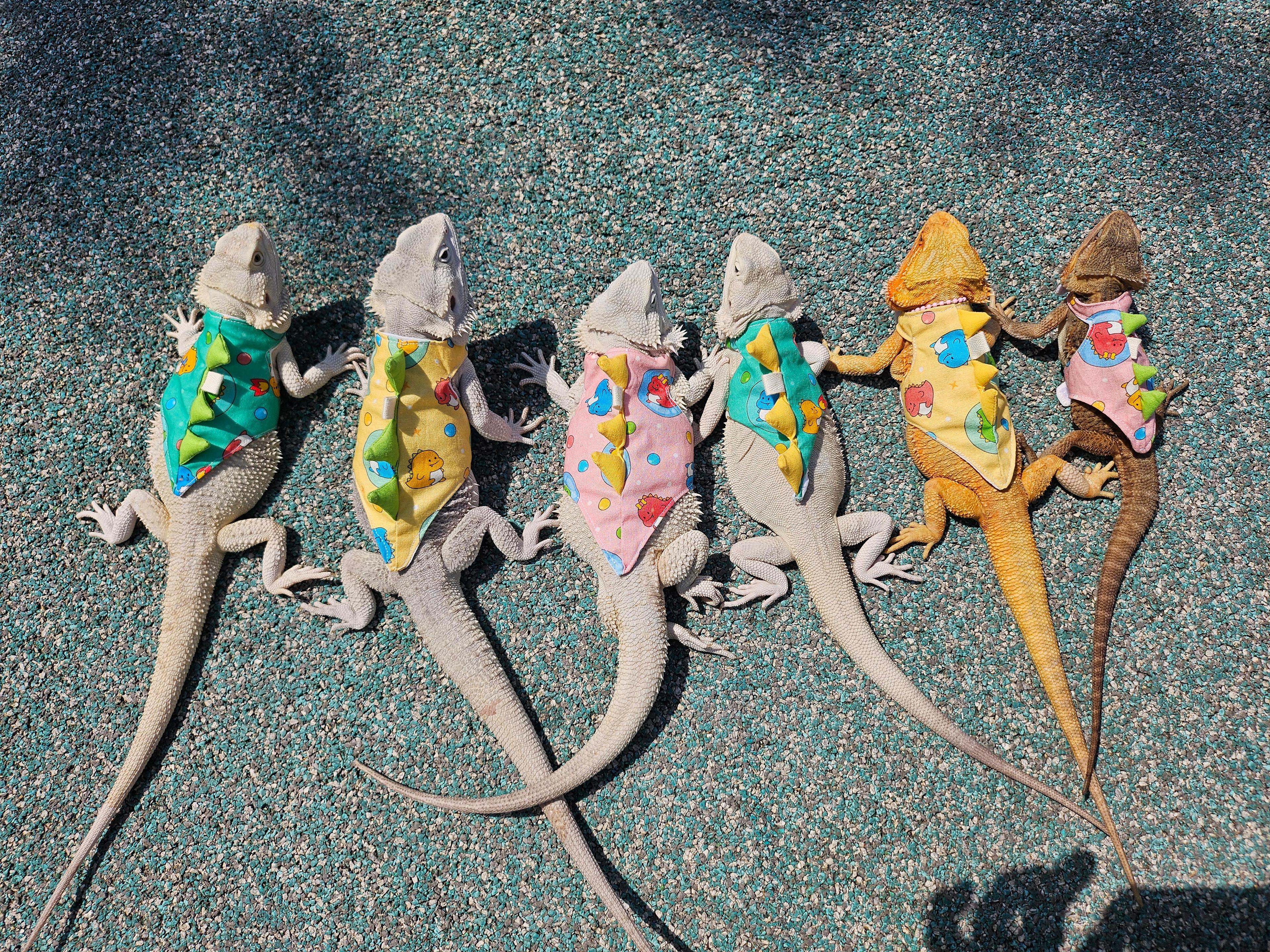 トカゲ用ウェア ペット用品 ビアディッドドラゴン用ウェア ボグルボグル