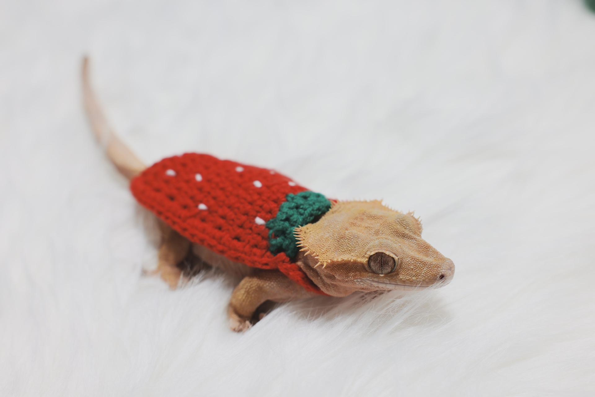 クレステッドゲッコー いちご柄ウェア いちご柄ニット トレーナー ニットウェア トカゲ用ウェア トカゲ用ニットウェア トカゲ用小物