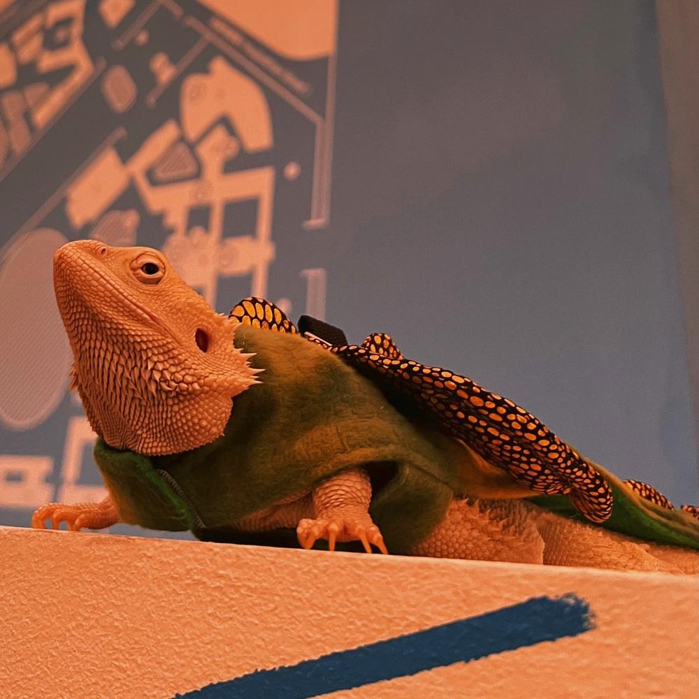 トカゲ服 恐竜の翼 外出 トカゲウェア 散歩 カメレオン かわいい衣装 A