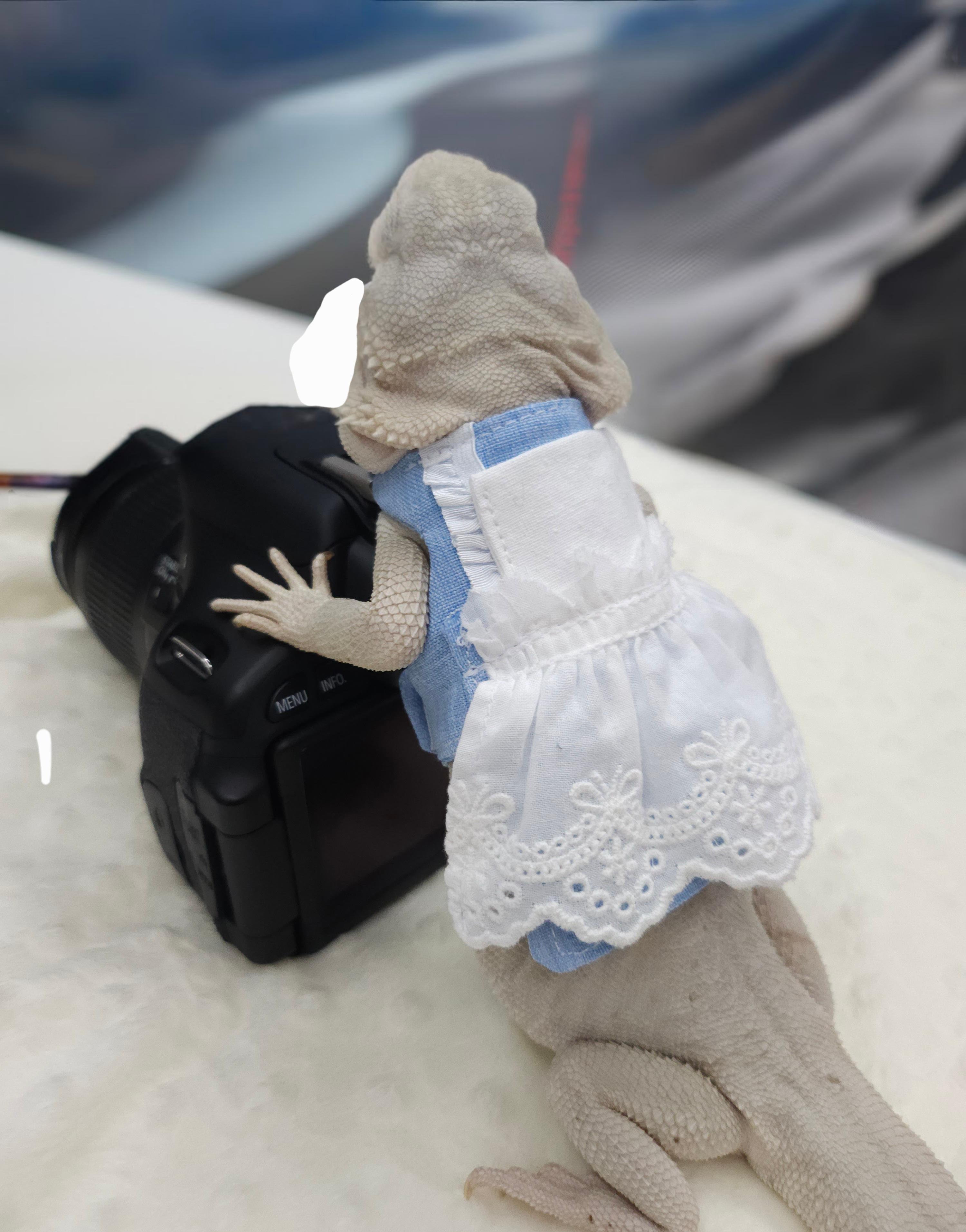 トカゲ服 用品 ビアードドラゴン用 不思議の国のアリス