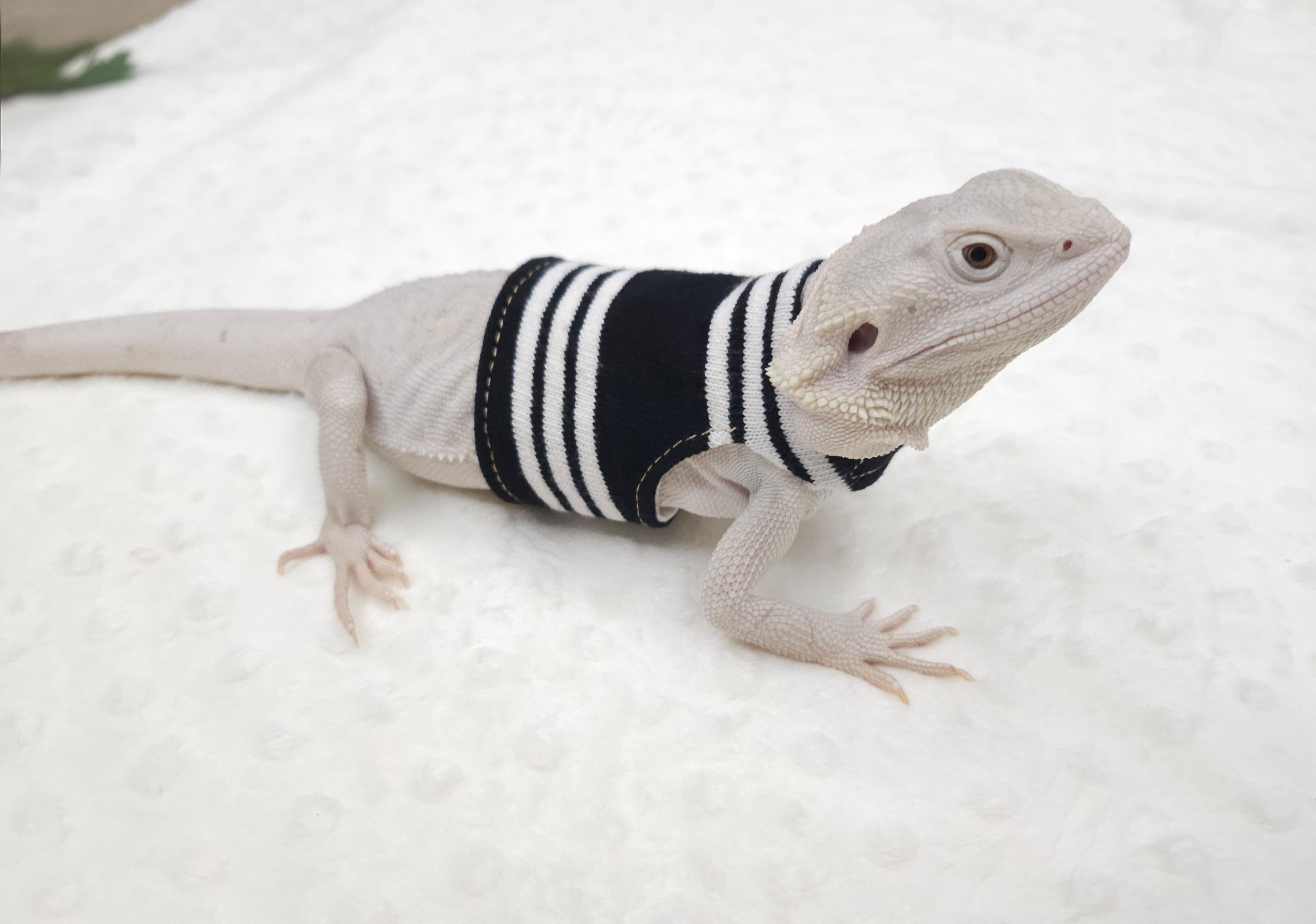 トカゲ服 用品 ビアードドラゴン用 三本線 クロップT