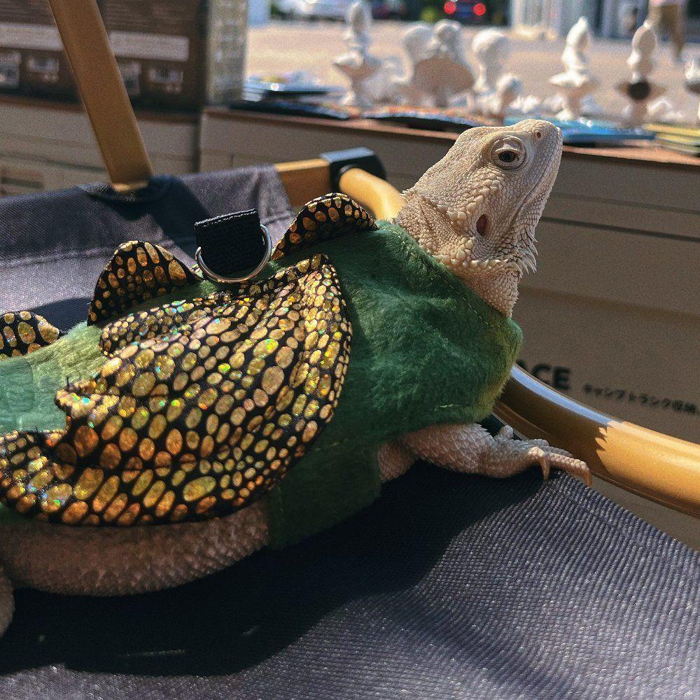 トカゲ服 翼 Tシャツ ハーネス ストラップ 散歩 外出用