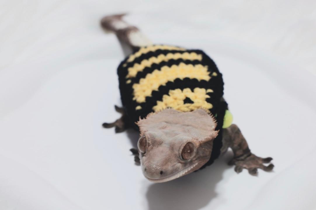 クレステッドゲッコー 蜂コスチューム 蜂ニット ニットウェア トカゲ用ウェア トカゲニットウェア トカゲ小物