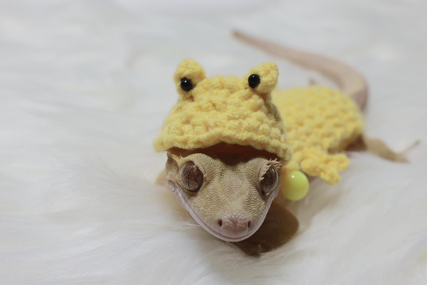 クレステッドゲッコー カエルパーカーコスチューム カエルニットパーカーコスチューム カエルニットウェア トカゲ用ウェア トカゲニットウェア トカゲ小物