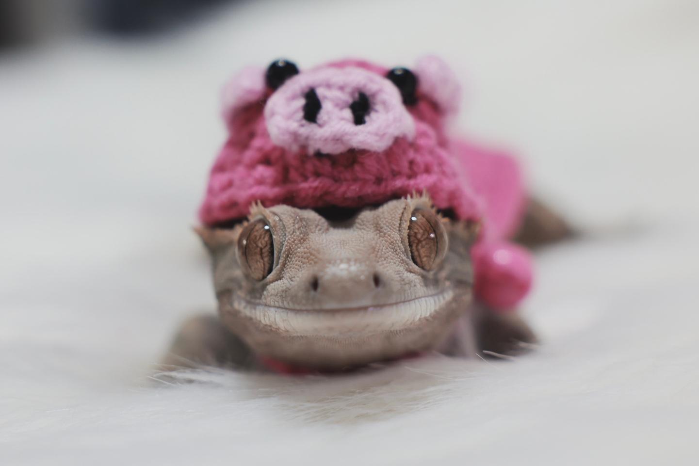 クレステッドゲッコー ブタフード服 ブタニットフード服 ニットウェア トカゲ服 トカゲニットウェア トカゲアクセサリー