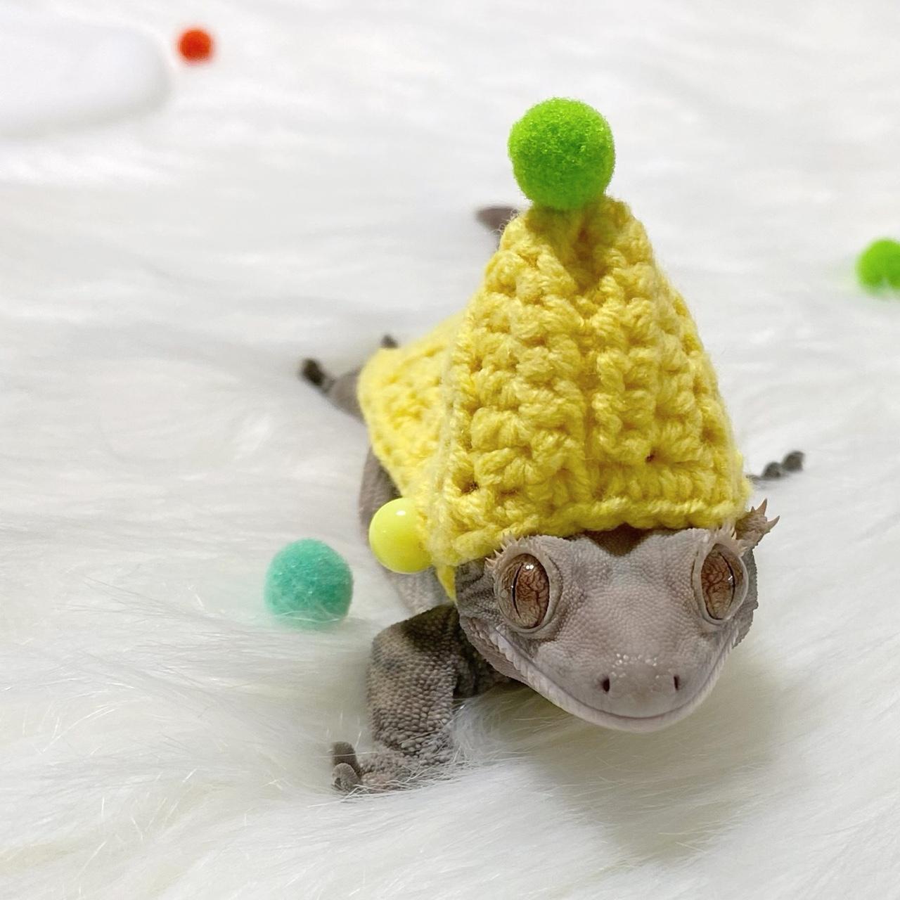 クレステッドゲッコー ポムポムフード服 ポムポムニットフード服 ニットウェア トカゲ服 トカゲニットウェア トカゲアクセサリー