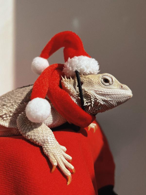 トカゲ飼育 トカゲ服 クリスマス衣装セット マフラー 帽子 ヘッドアクセサリー A 爬虫類クリスマスセット