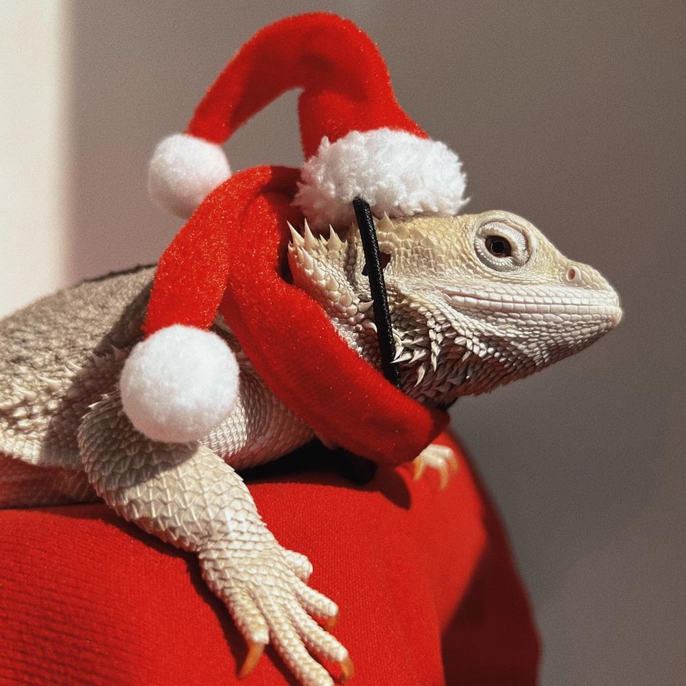 トカゲ飼育 トカゲ服 クリスマス衣装セット 帽子 マフラー ヘッドアクセサリー
