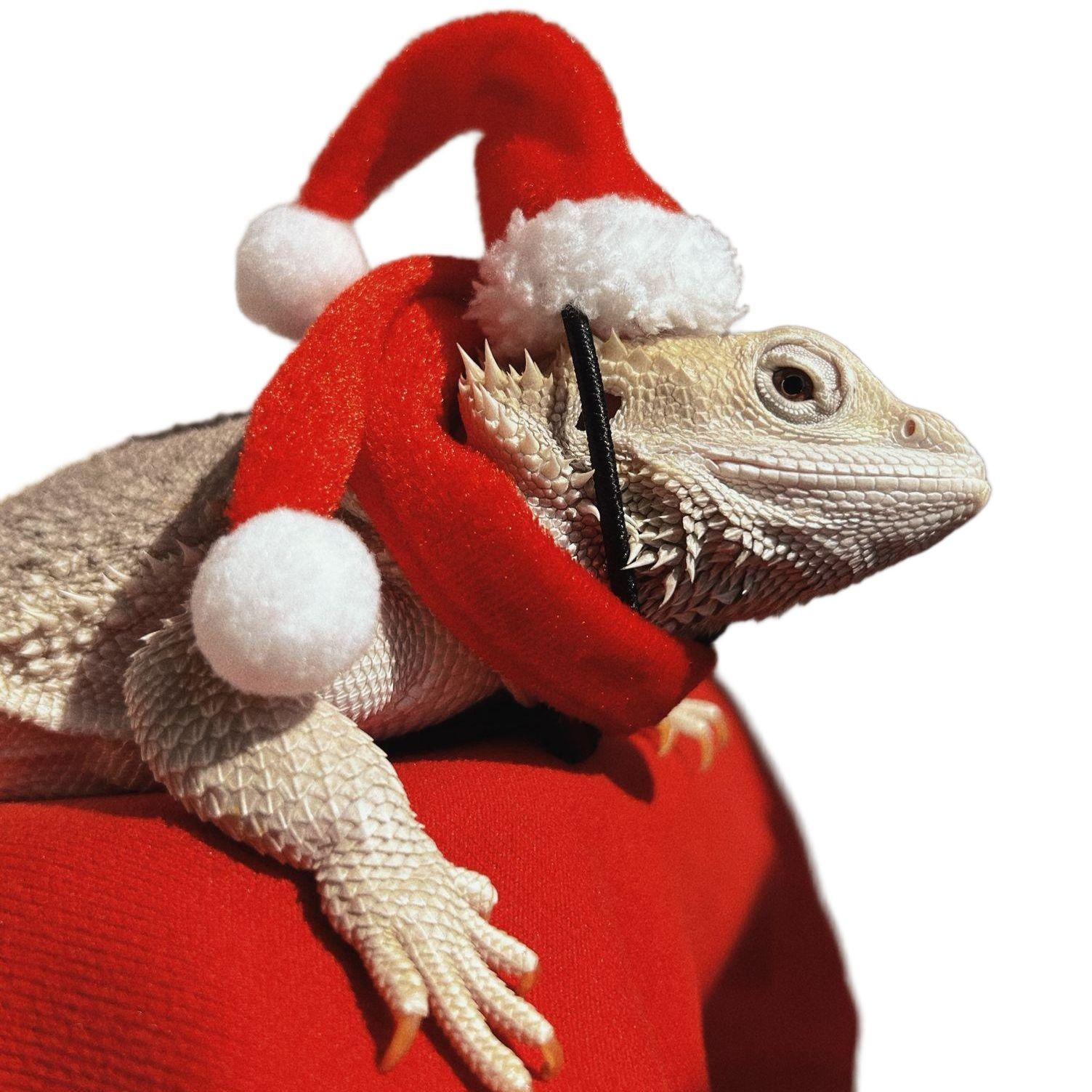 トカゲ飼育 トカゲ服 クリスマス 帽子 スカーフ セット