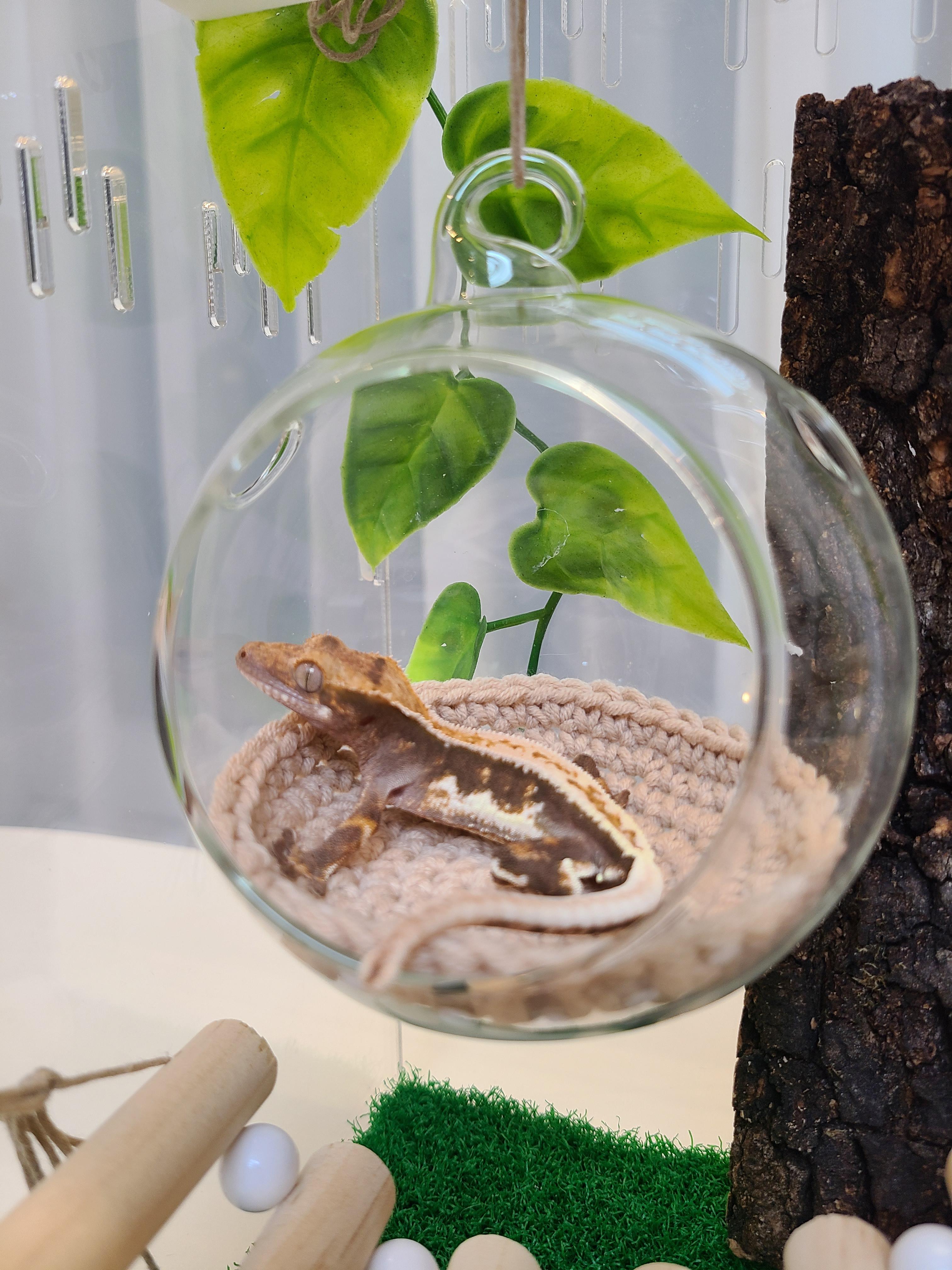 トカゲ シェルター クレスティッドゲコ ガラスボール 透明ボール 装飾 飼育ケースデコレーション 爬虫類 10cm