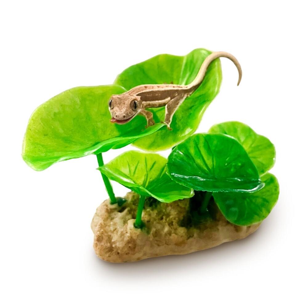 ドゥレブ オールインワンプレイジム蓮 クレステッドゲッコー クレヤモリ 小型隠れ家 バックアップ 脱皮 トカゲ レイアウト