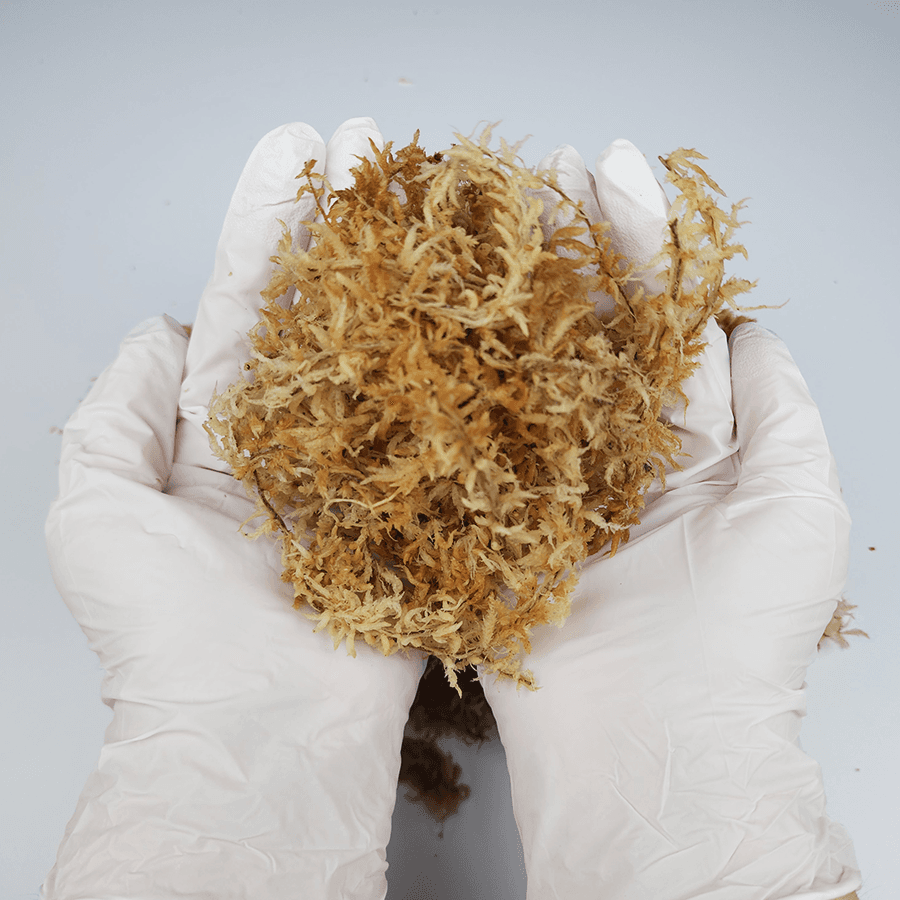 爬虫類 高品質水苔 ニュージーランド 4Aグレード トカゲ ウェット隠れ家 床材 30g