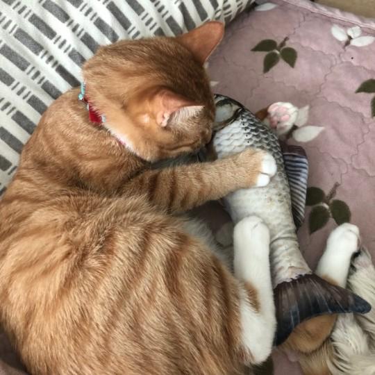 猫用 ぬいぐるみ 魚型 20cm