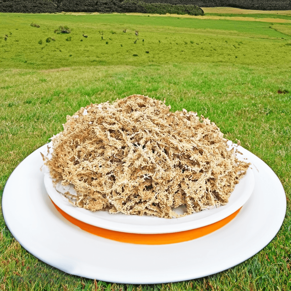 5a スファグナム トカゲ 隠れ家 床材 ニュージーランド産 最高級 クレ 床材 30g