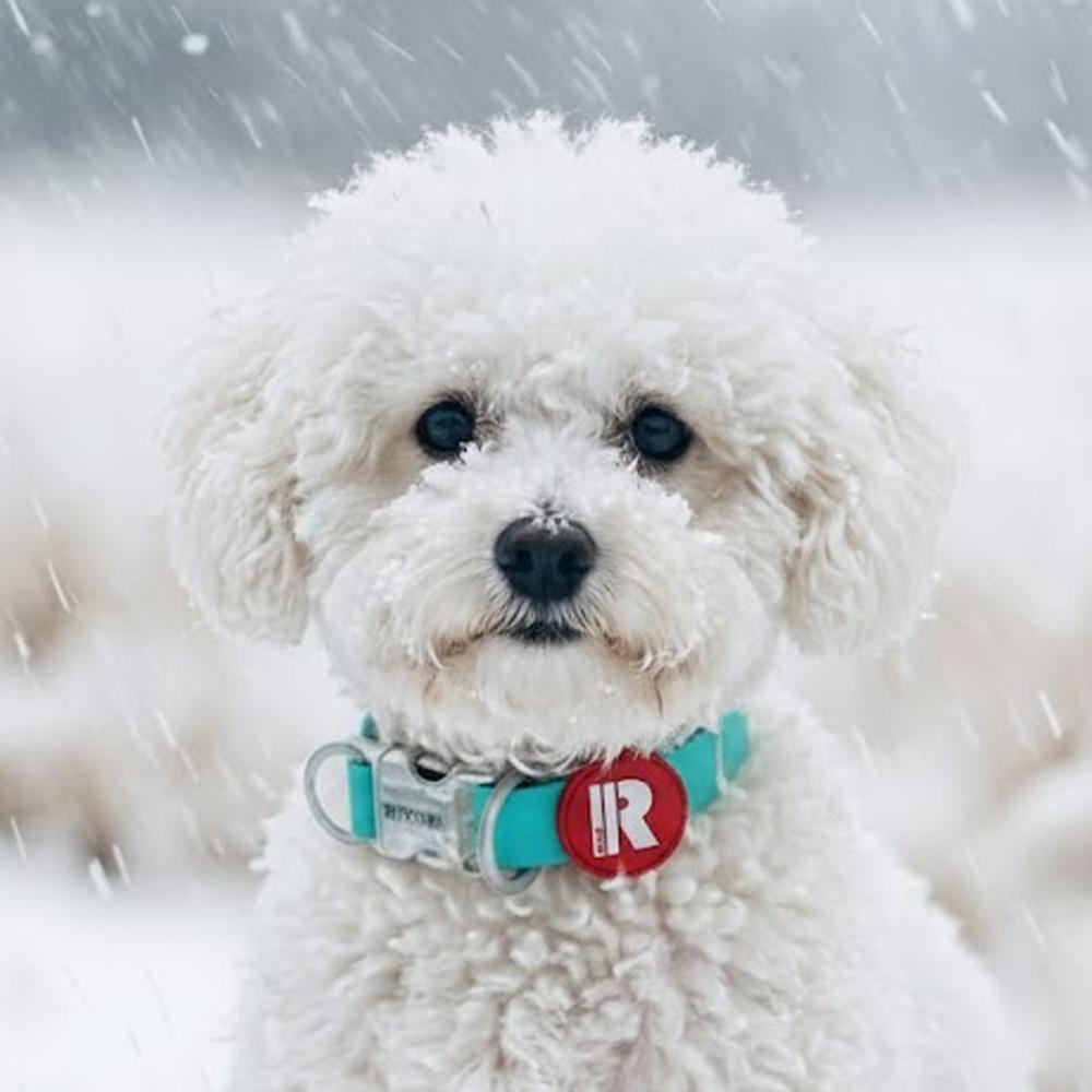 リトリィ 犬用リード 防水リード ブル mint mix ミ覚印 2XS