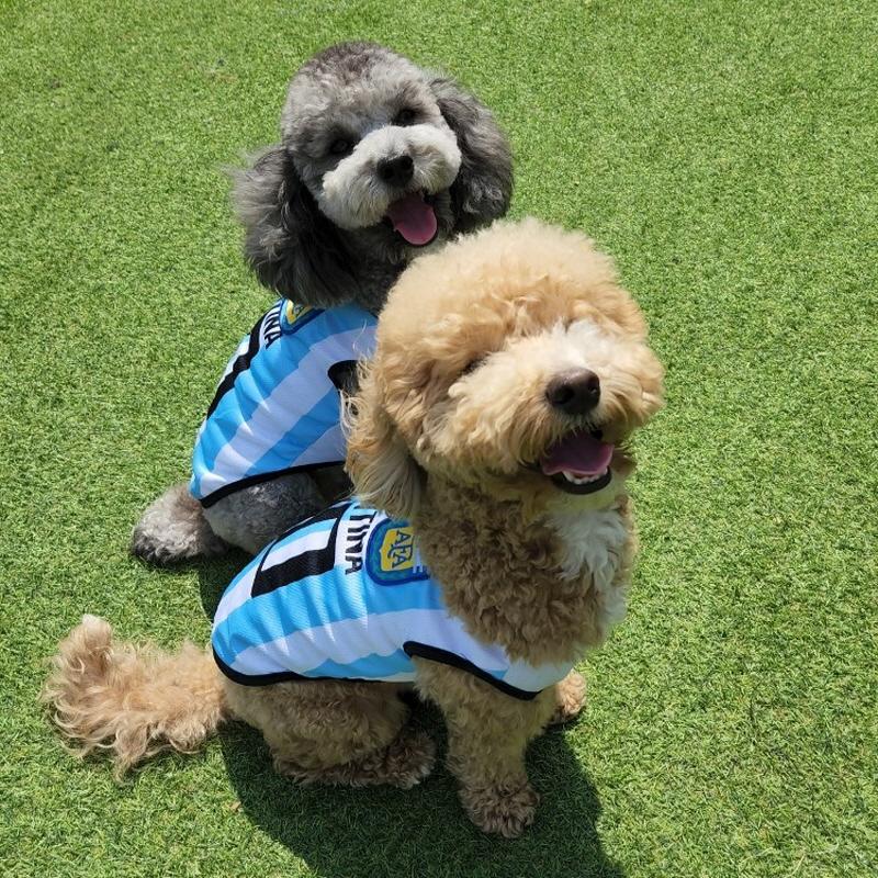 犬用 サッカーユニフォーム メッシュウェア (小型犬、中型犬、大型犬) アルゼンチン XS