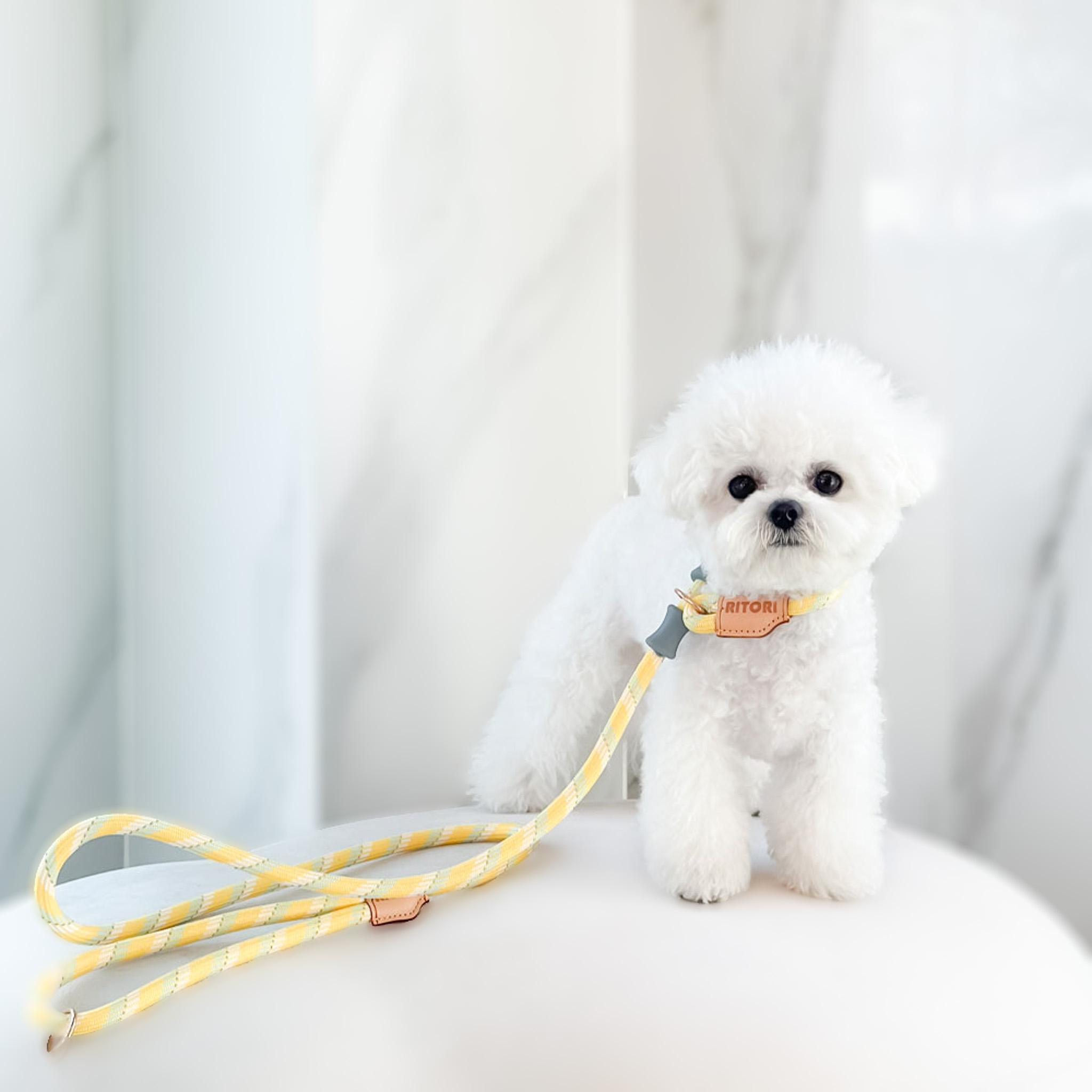 犬用リード 小型犬 中型犬 大型犬 ロープ一体型リード リットーリ イエローミックス