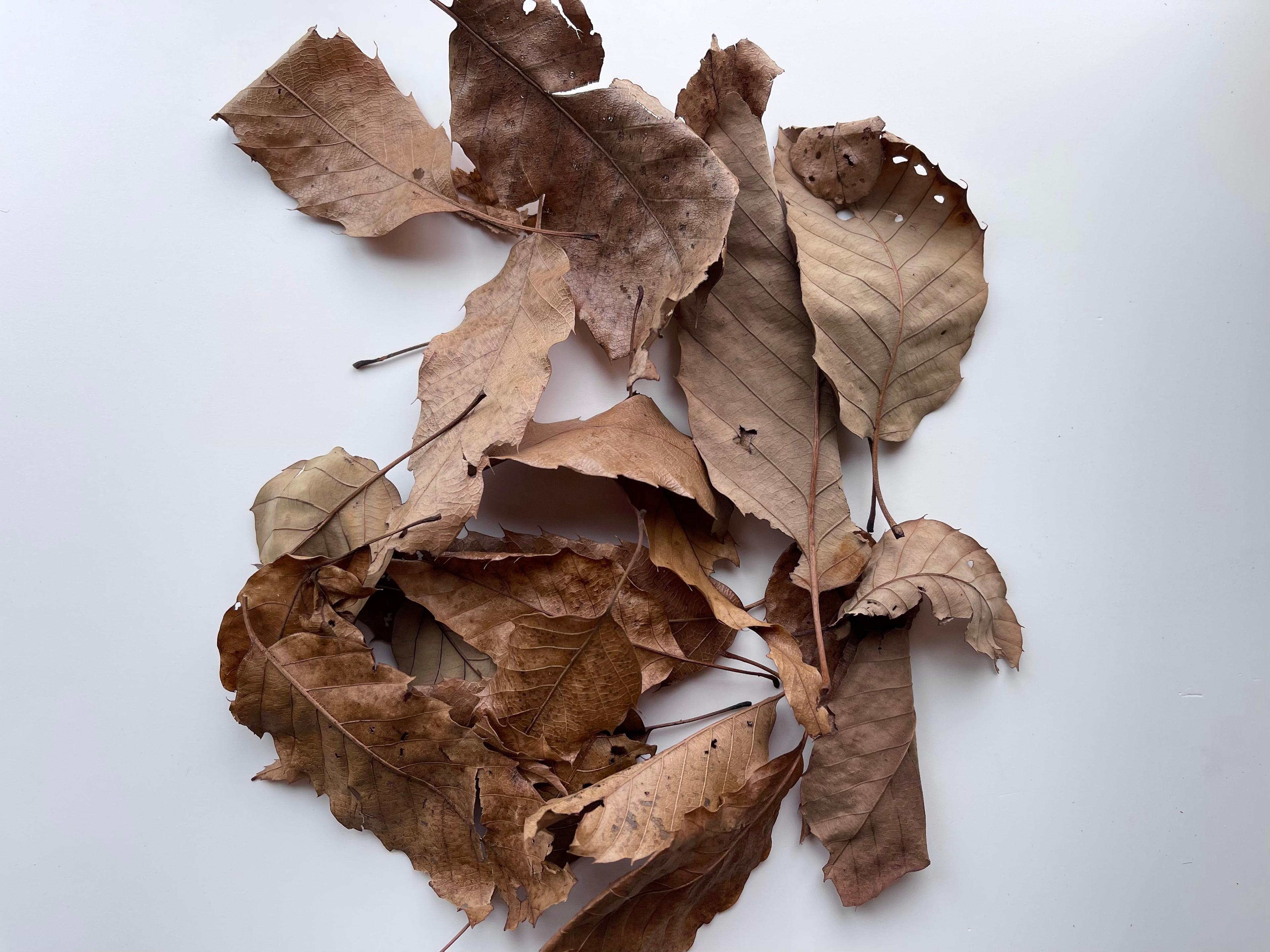 オークの葉 乾燥葉 爬虫類 等脚類 エサ 隠れ家 ビバリウム テラリウム 金魚 オークの葉