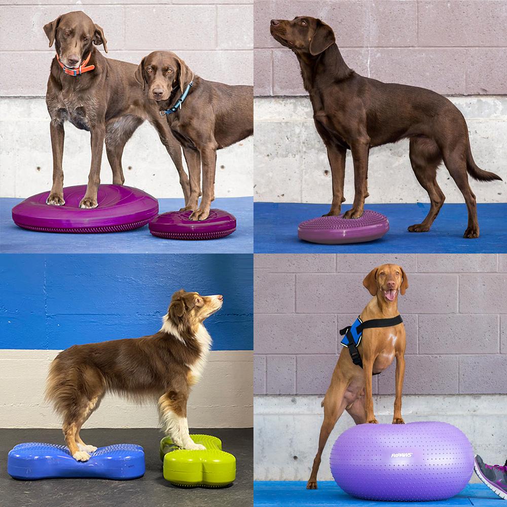 犬 運動器具 伴侶犬 リハビリ ジムボール トレーニング 筋力 膝蓋骨脱臼予防 フィットネス Fitpose Fitbone アジリティ