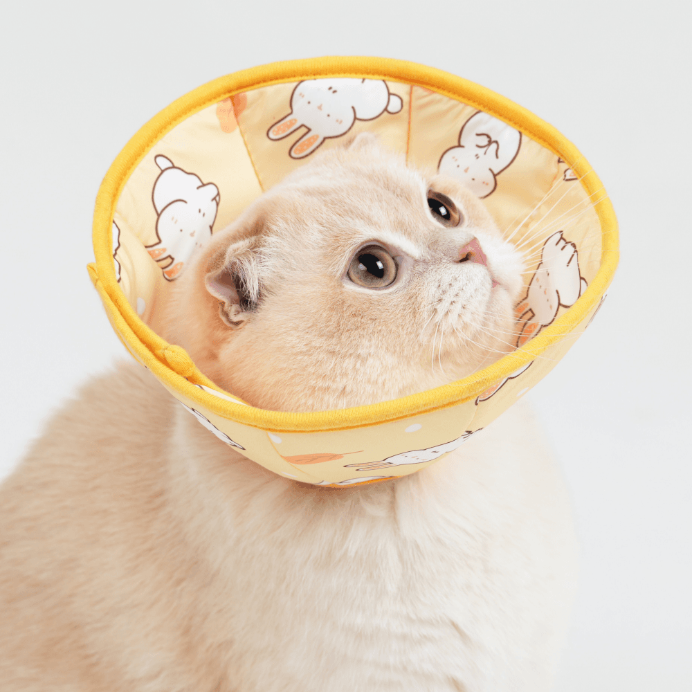 猫用ネックカラー 避妊/去勢用ネックカラー 超軽量 軽量 ベビー