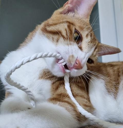 CAT'S CRAFT 猫 歯固め トイ 猫用 歯固め 2m