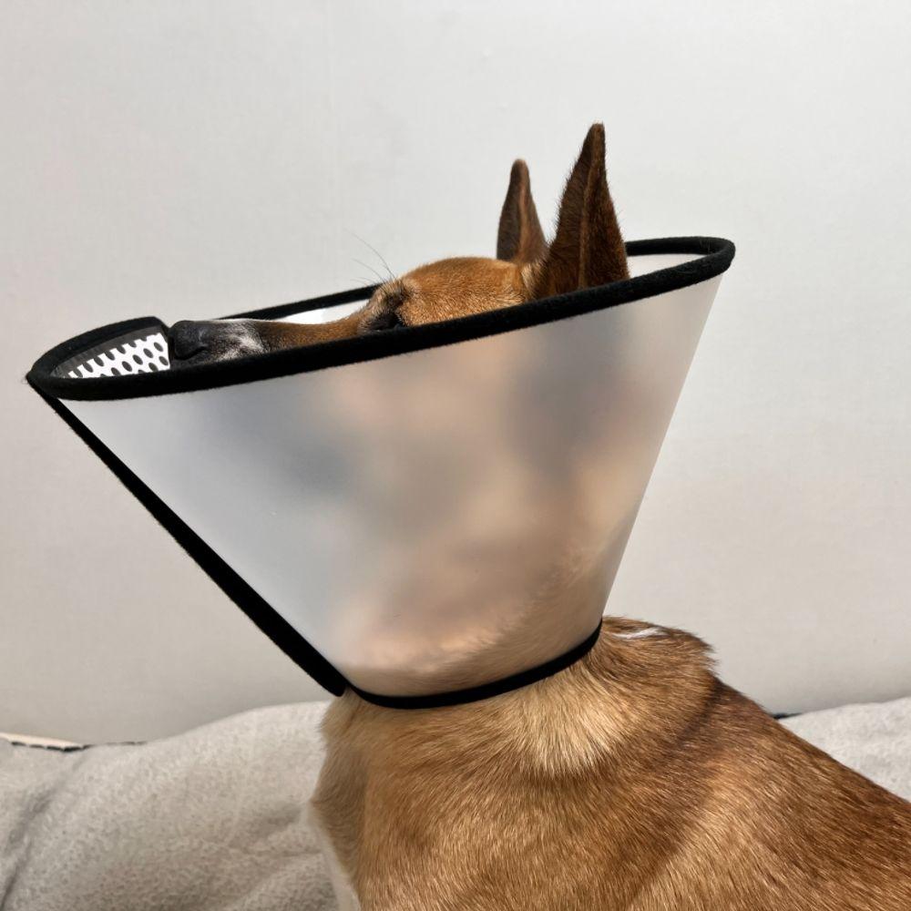 半透明 犬 ネックカラー 漏斗 特大