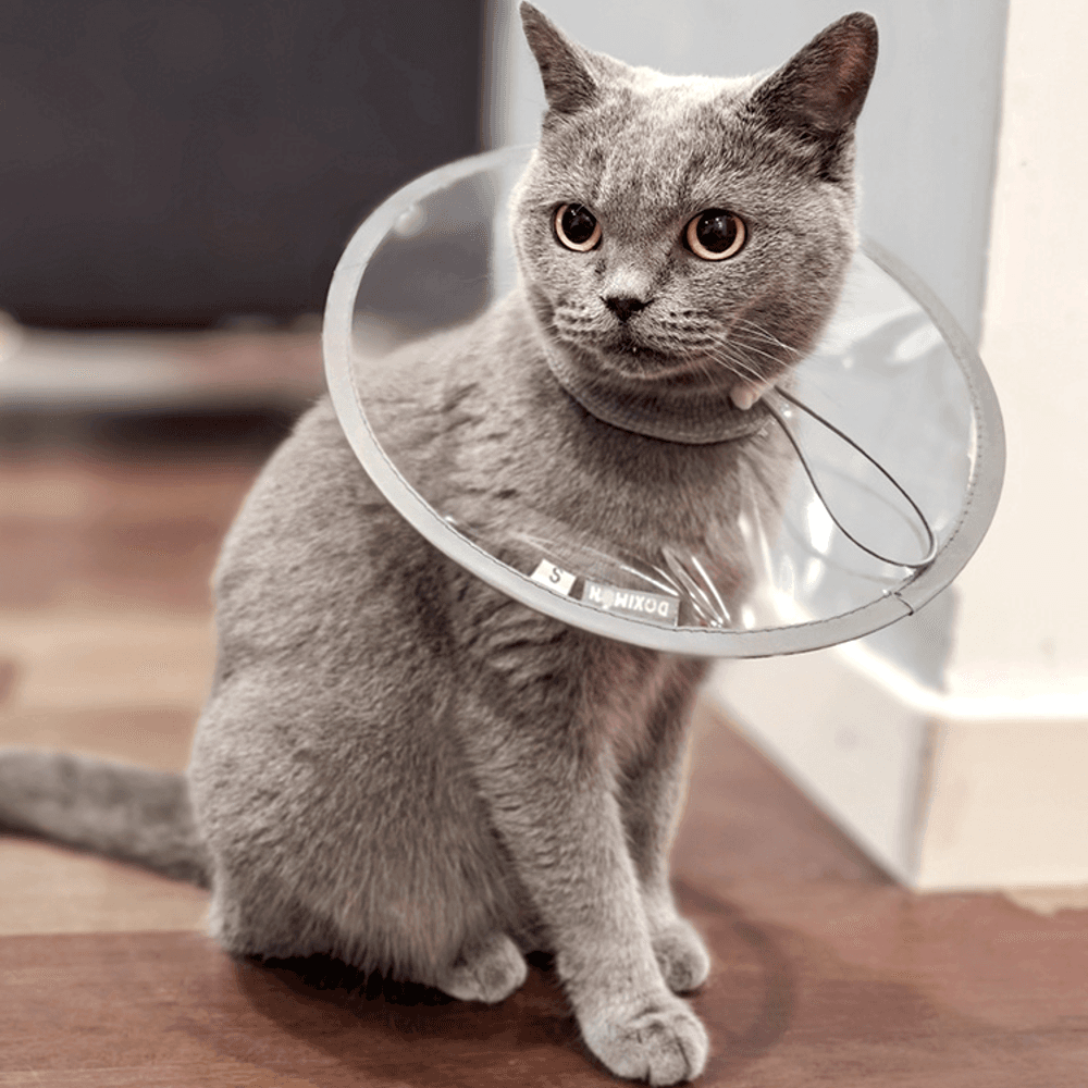 Purple Pet 猫 ネックカラー 犬 ネックカラー 透明 超軽量 首保護具 犬用 漏斗 避妊去勢 美容