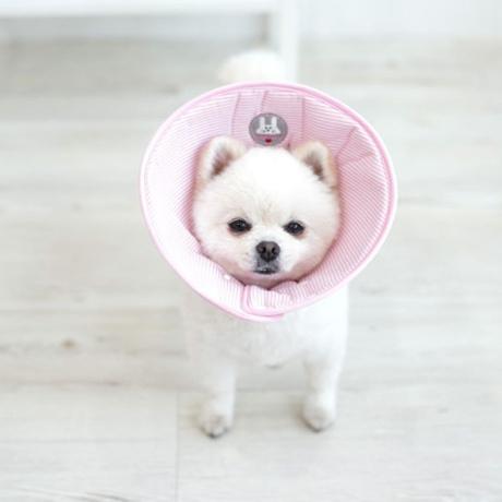 犬用ネックカラー ソーダ エリザベス M 1P 犬用コットンカラー